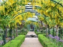 Laburnum watereri 2018